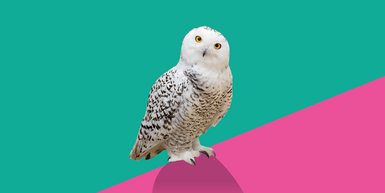Bild Schneeeule vor pink-grünem Hintergrund